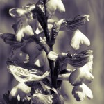 nature-orchidées-2015-marie-colette-becker-01