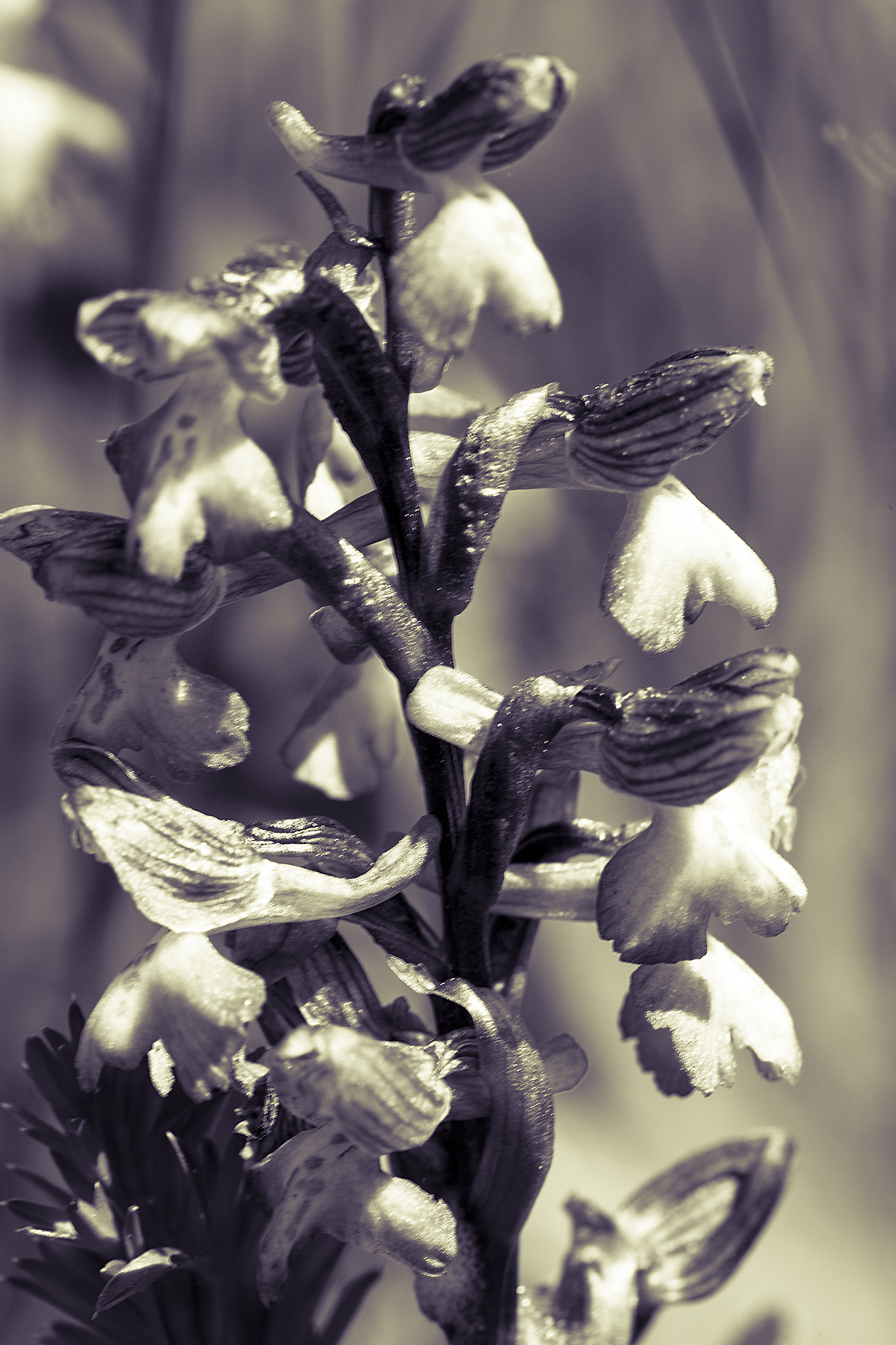 nature-orchidées-2015-marie-colette-becker-01