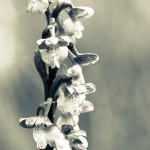nature-orchidées-2015-marie-colette-becker-02