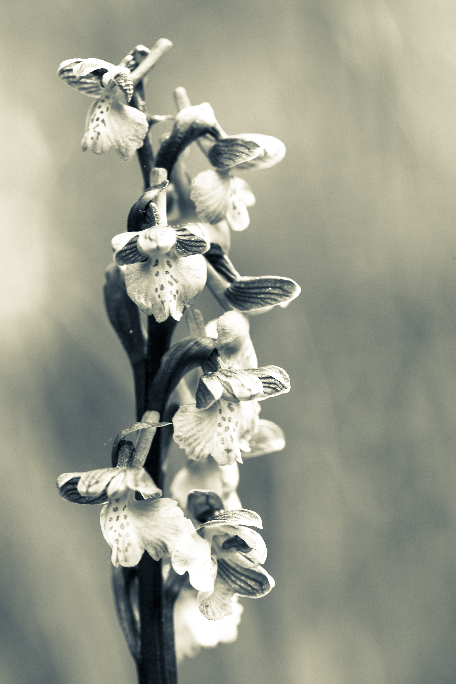 nature-orchidées-2015-marie-colette-becker-02