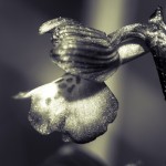 nature-orchidées-2015-marie-colette-becker-03
