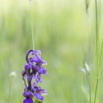 nature-orchidées-2015-marie-colette-becker-04