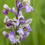 nature-orchidées-2015-marie-colette-becker-05
