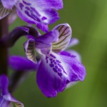 nature-orchidées-2015-marie-colette-becker-06