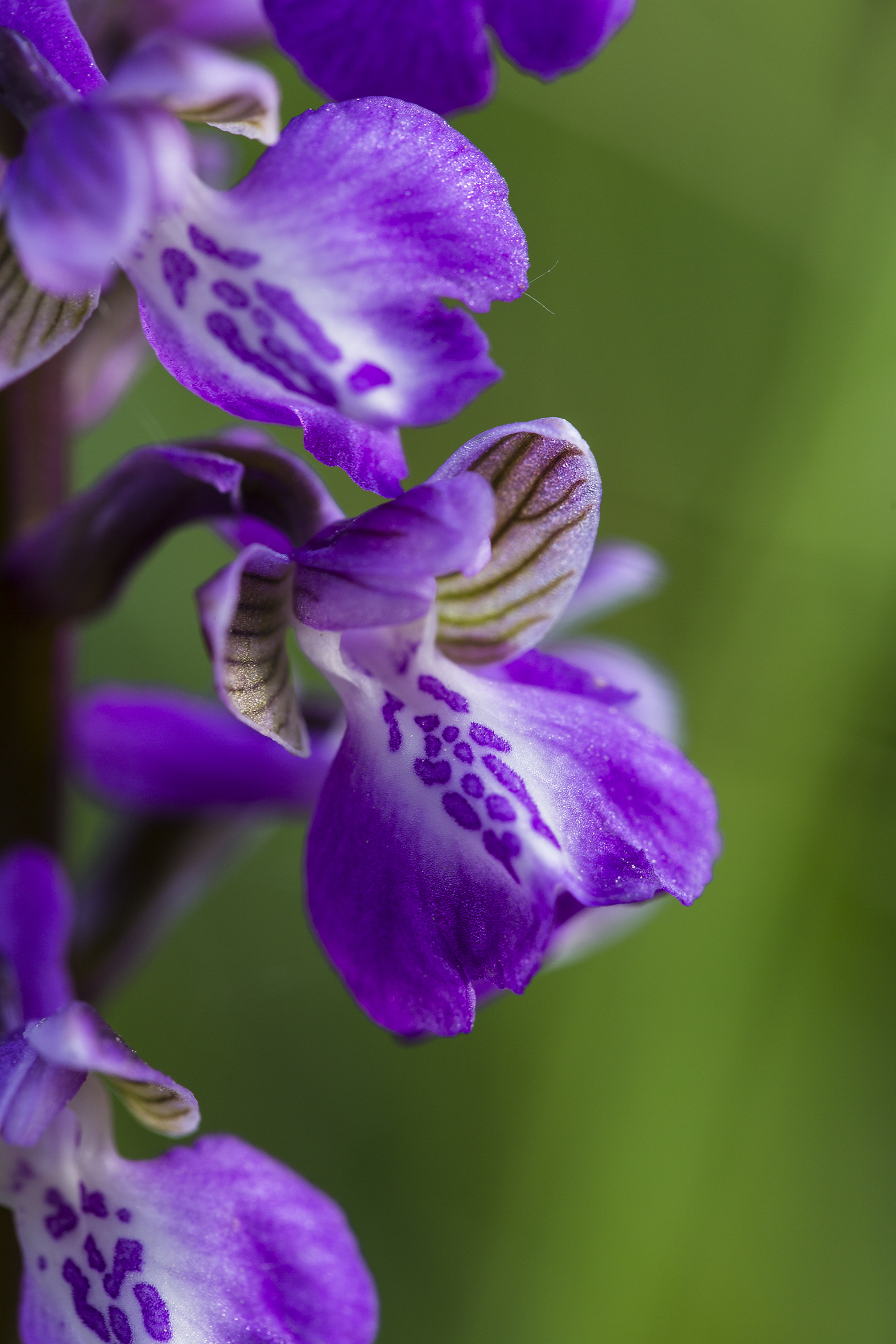 nature-orchidées-2015-marie-colette-becker-06