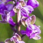 nature-orchidées-2015-marie-colette-becker-07
