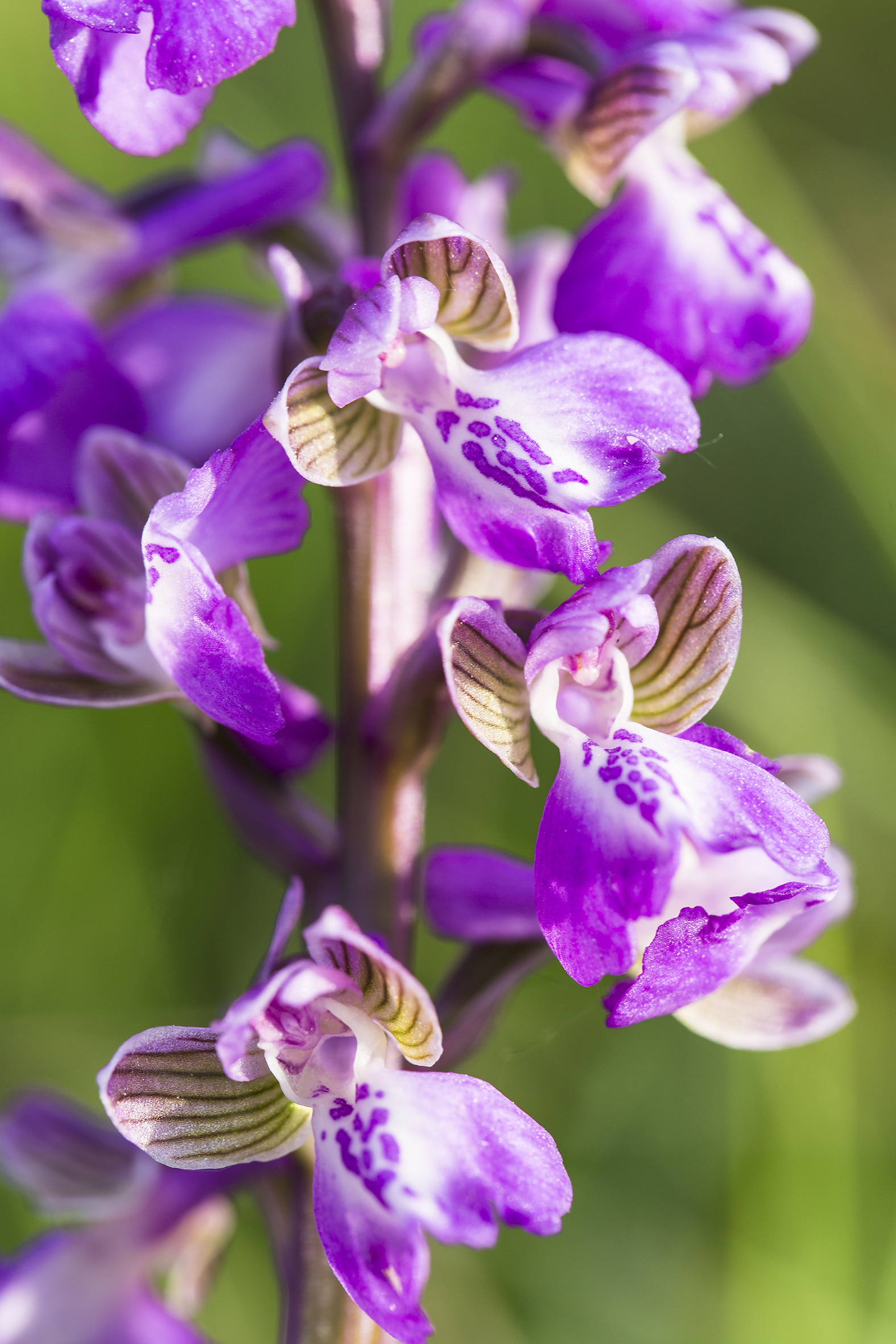 nature-orchidées-2015-marie-colette-becker-07
