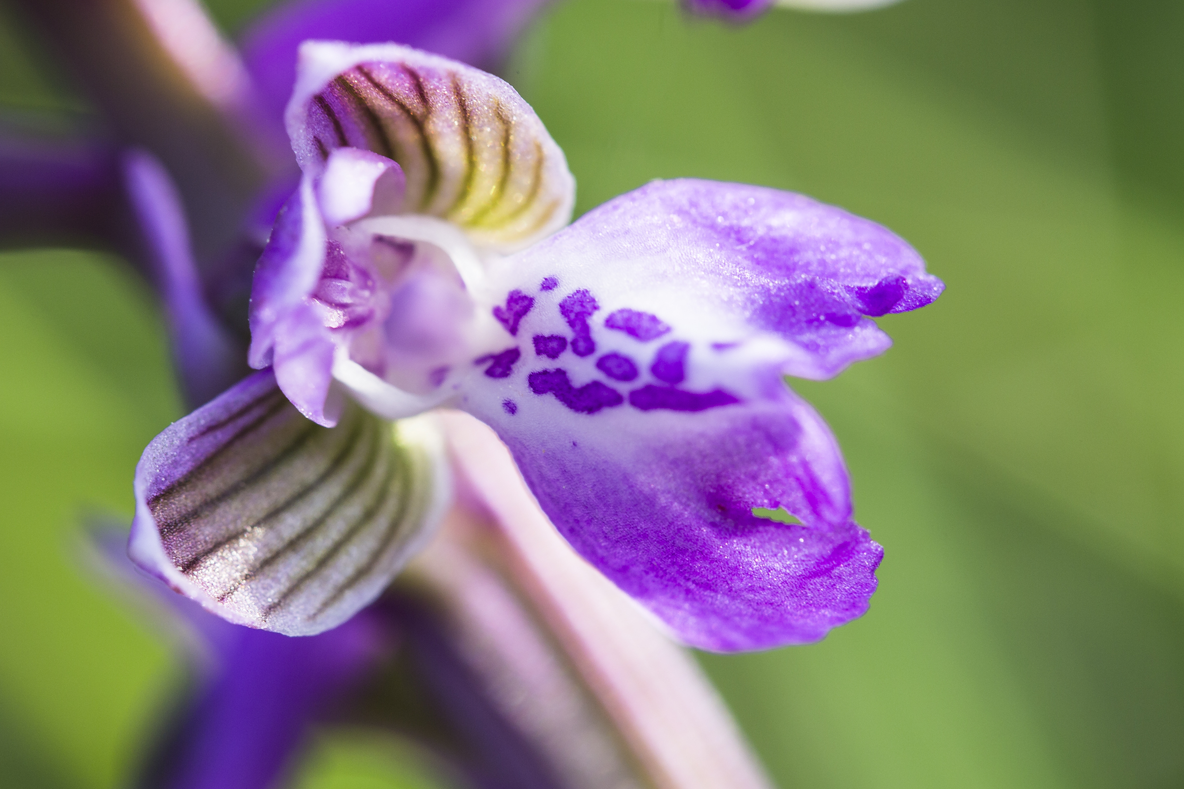 nature-orchidées-2015-marie-colette-becker-08