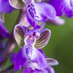 nature-orchidées-2015-marie-colette-becker-09