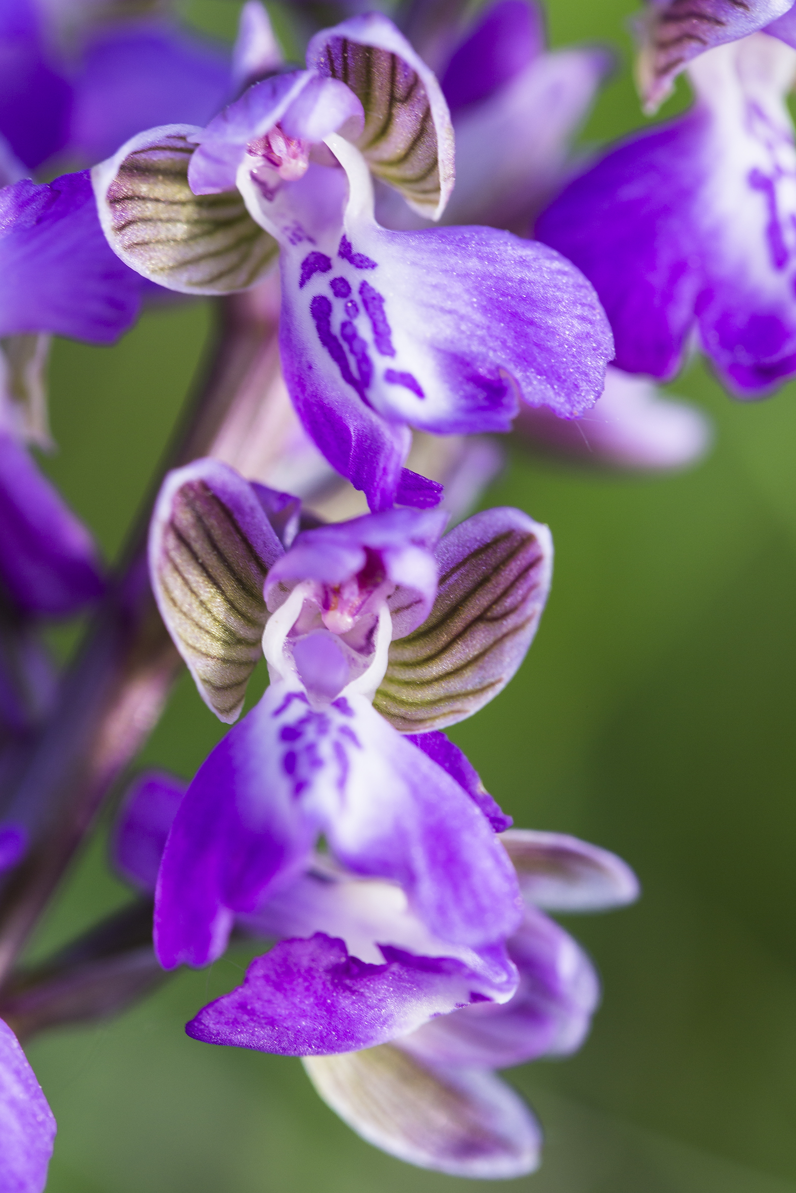 nature-orchidées-2015-marie-colette-becker-09