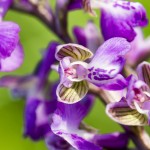 nature-orchidées-2015-marie-colette-becker-10