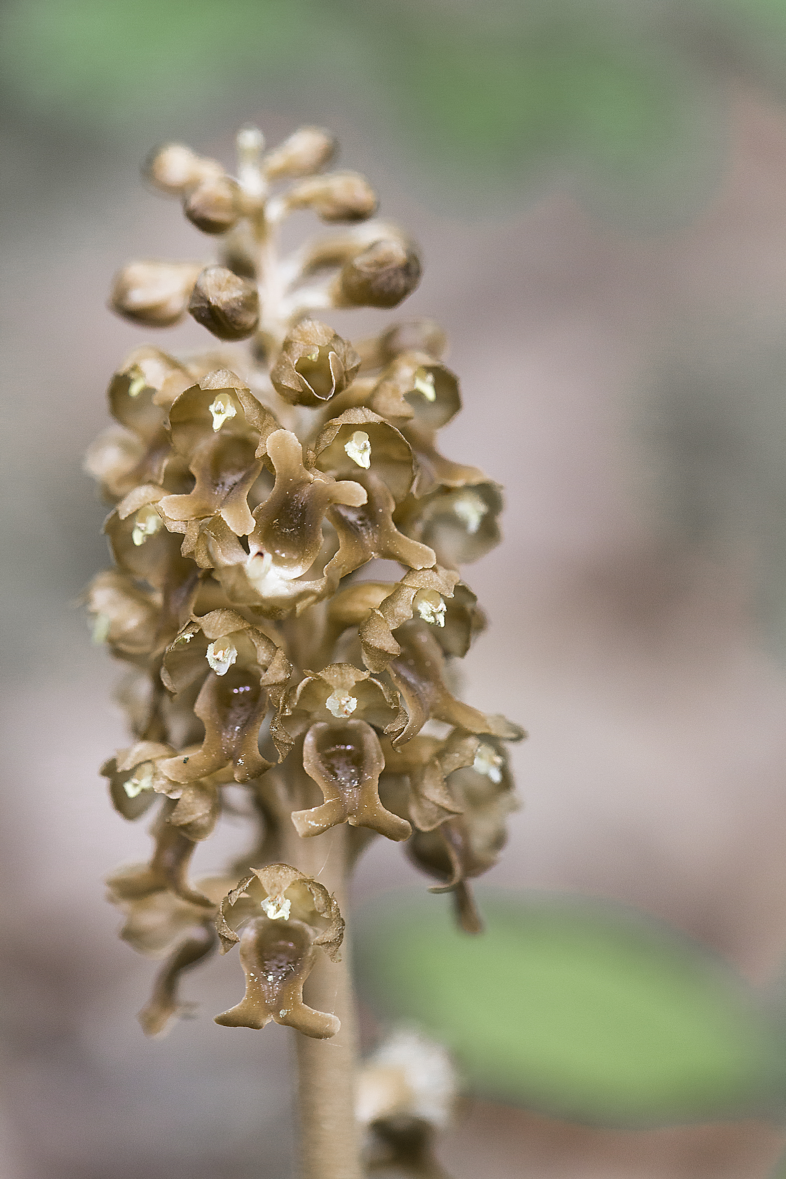 nature-orchidées-2015-marie-colette-becker-12
