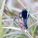 naturaliste-libellules-2015-marie-colette-becker-07
