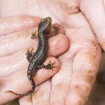 naturaliste-salamandre-sarre-union-2015-marie-colette-becker-02
