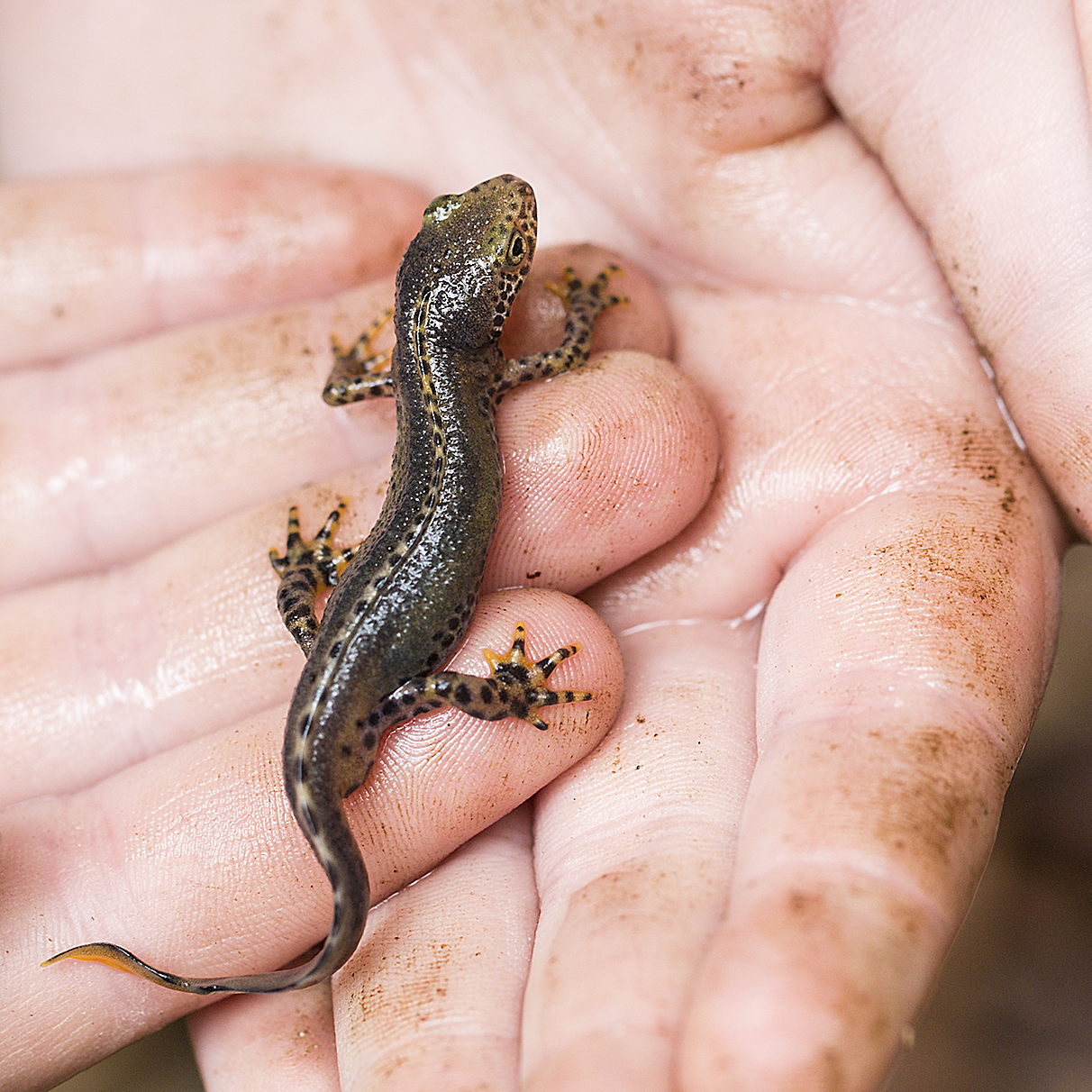 naturaliste-salamandre-sarre-union-2015-marie-colette-becker-02