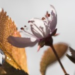 nature-fleurs-marie-colette-becker-04