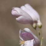 nature-fleurs-marie-colette-becker-10