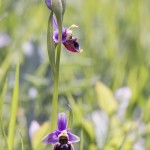 nature-orchid+®es-2016-marie-colette-becker-16