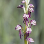 nature-orchid+®es-2016-marie-colette-becker-19