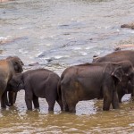 Sri-Lanka-orphelinat-elephants-2017-Marie-Colette-Becker_05