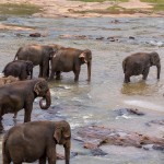 Sri-Lanka-orphelinat-elephants-2017-Marie-Colette-Becker_07