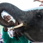 Sri-Lanka-orphelinat-elephants-2017-Marie-Colette-Becker_08